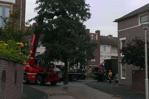 Rooien van een elzen boom in Bergen op Zoom